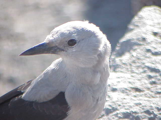 Bird at Crater Lake